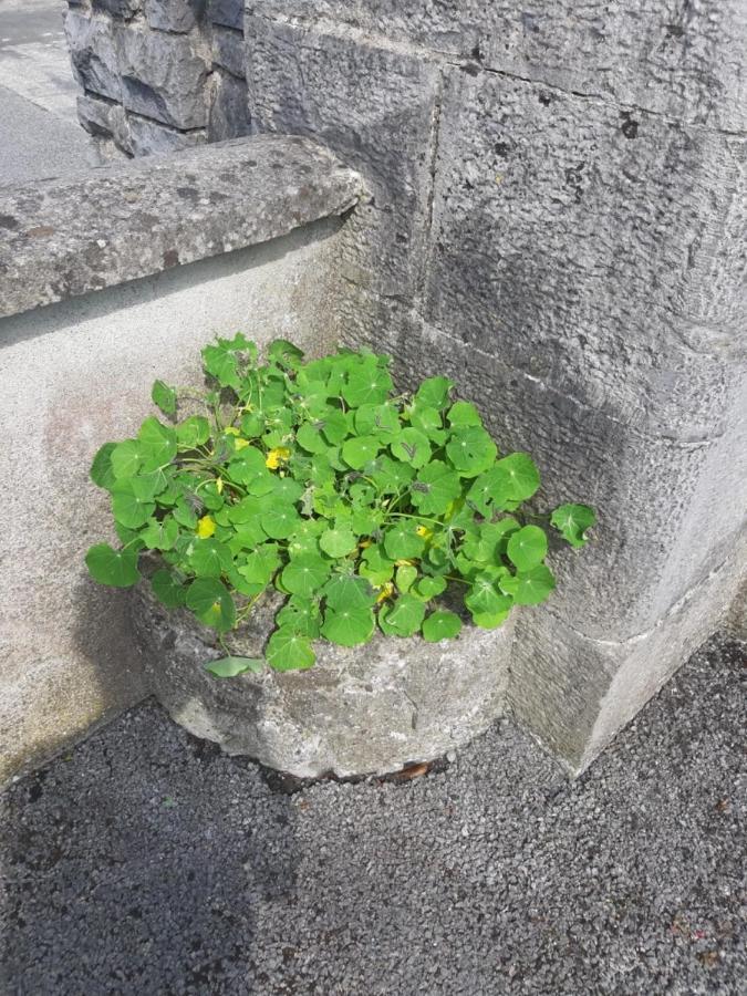 Strokestown Townhouse Apartments Zewnętrze zdjęcie